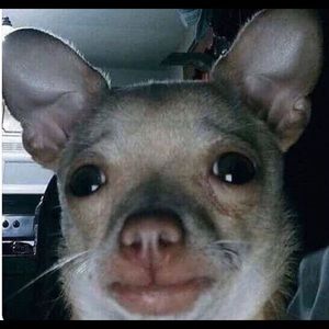 Meet your Posher, Bo